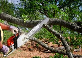 How Our Tree Care Process Works  in Mill City, OR